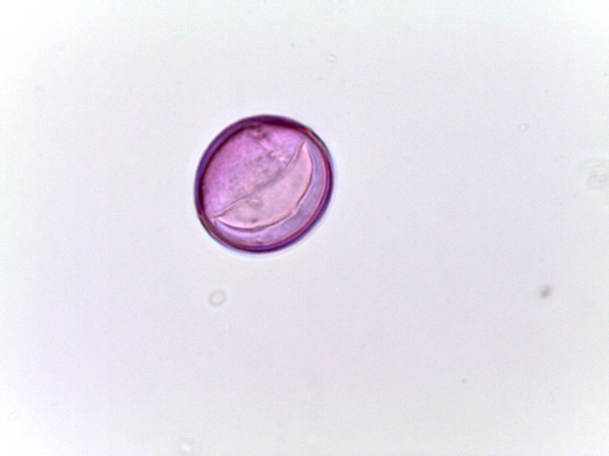 Convallaria majalis009