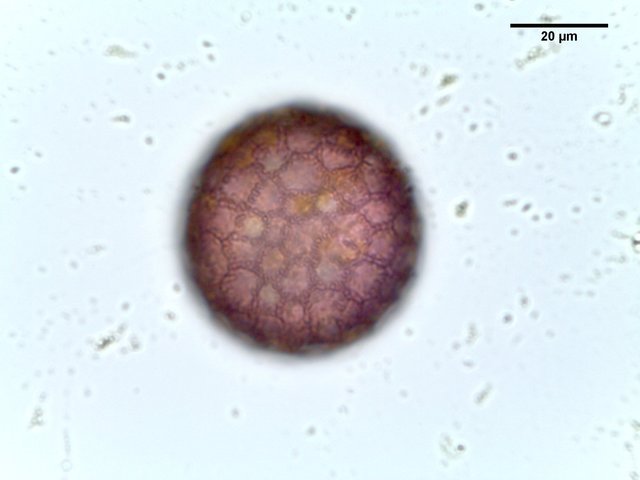 Phlox_carolina,_pollen,I_POL133