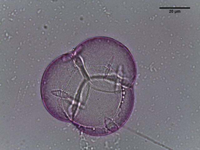 Rhododendron_canescens,_pollen,I_POL199