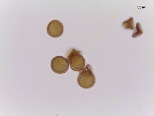 Trillium_pusillum,_pollen,I_POL415